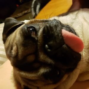 Meet your Posher, Retina